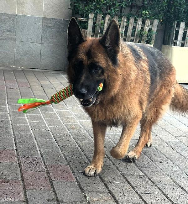 IBRA PASTORE TEDESCO Foto 5